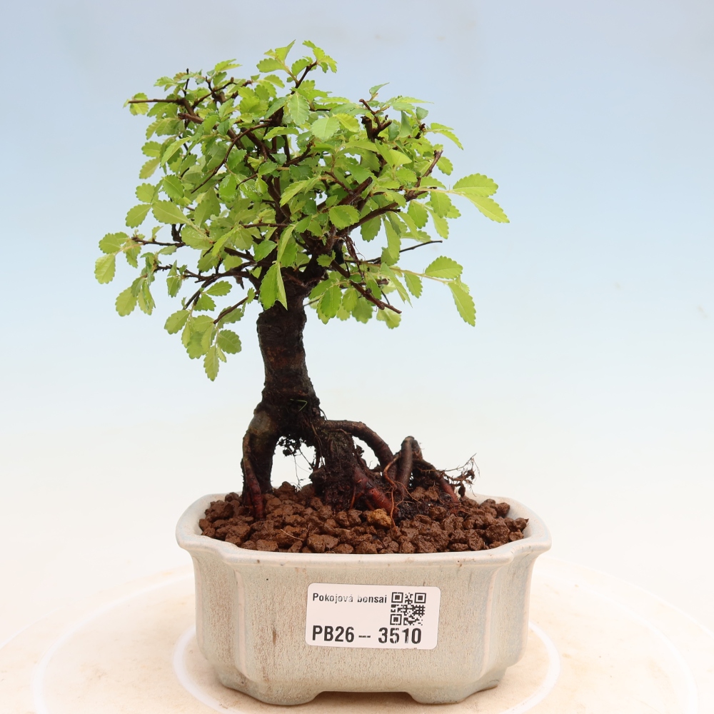 Pokój bonsai - Ulmus parvifolia - Wiąz drobnolistny