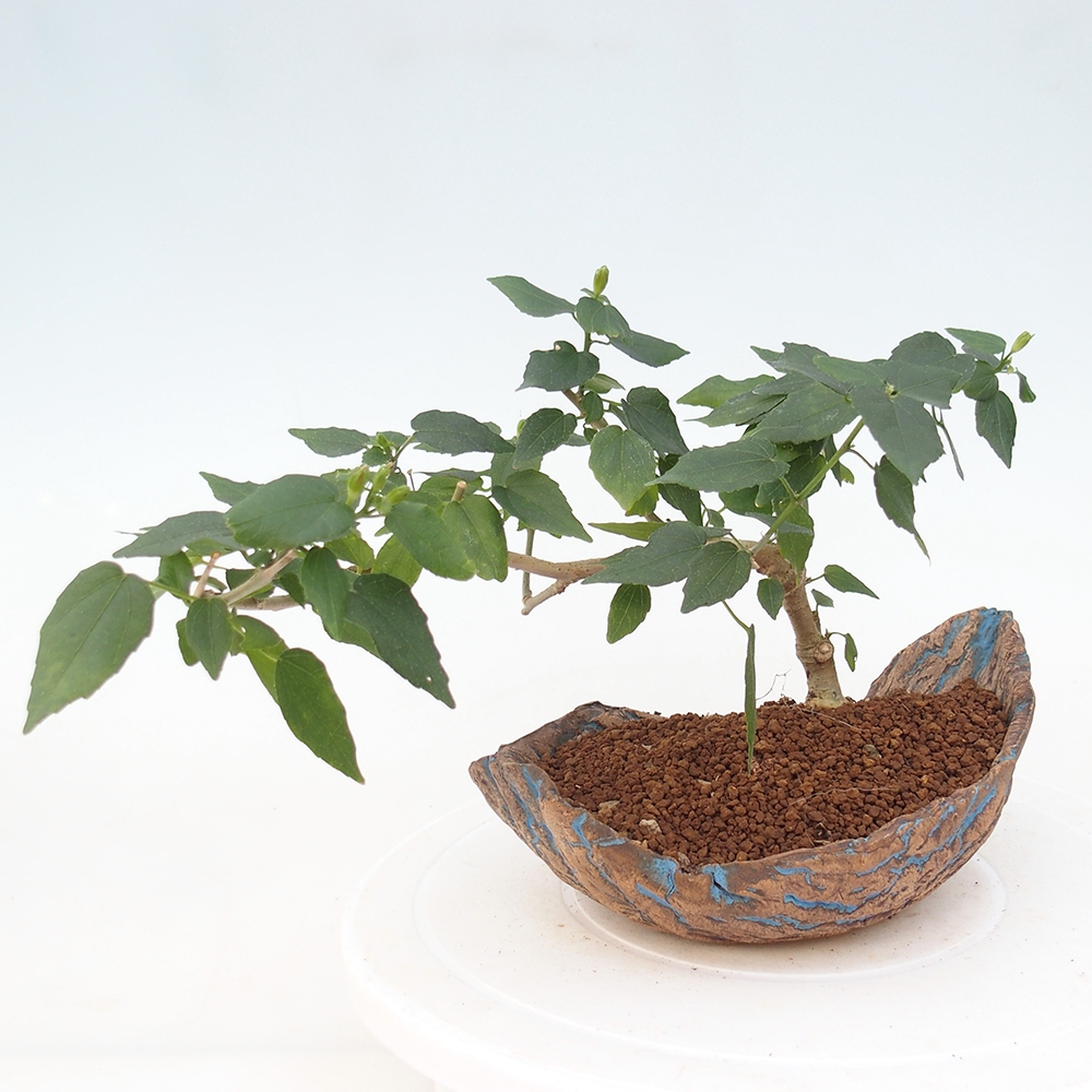 Bonsai domowe - Malvaviscus arboreus