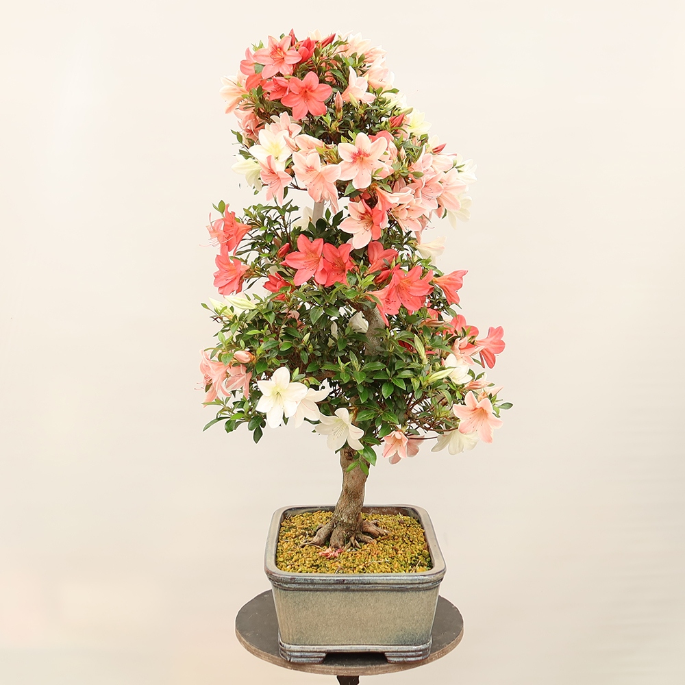 Bonsai zewnętrzne - Azalia japońska - Azalia Saishun