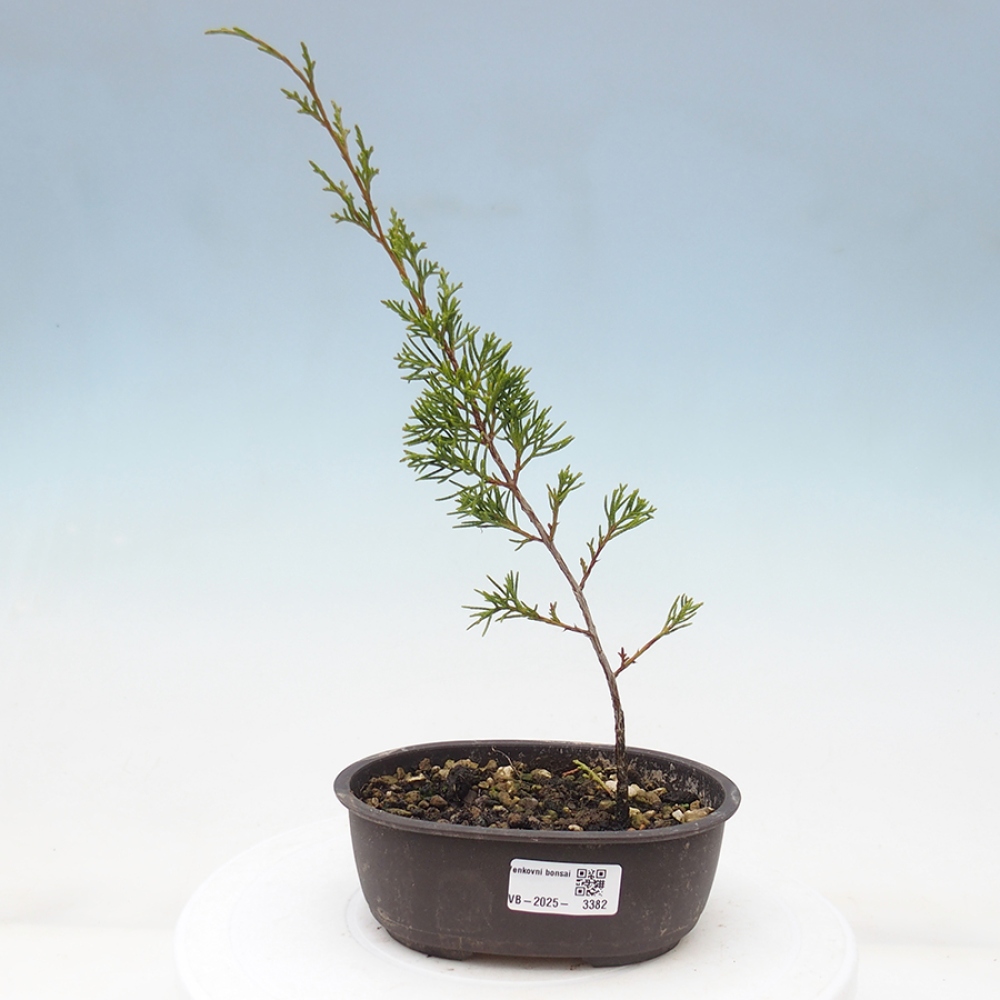 Outdoor bonsai - Juniperus chinensis Itoigawa - Jałowiec chiński