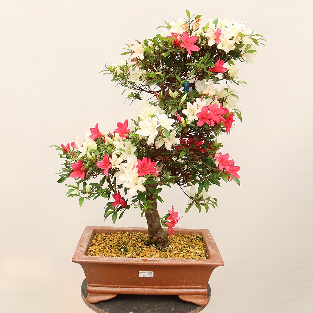 Bonsai zewnętrzne - Azalia japońska - Azalia CHIHIRO