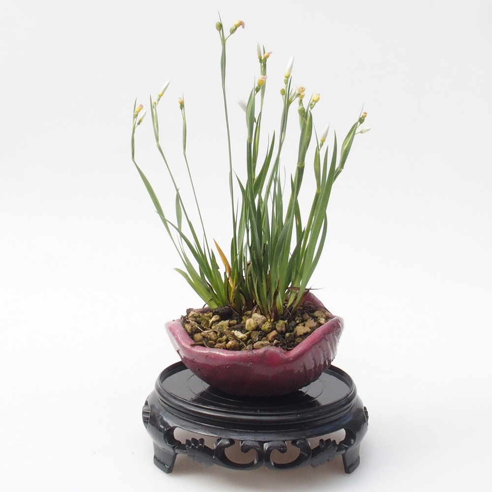 Stolik bonsai plastikowy okrągły 11 x 11 x 3,5 cm, kolor czarny