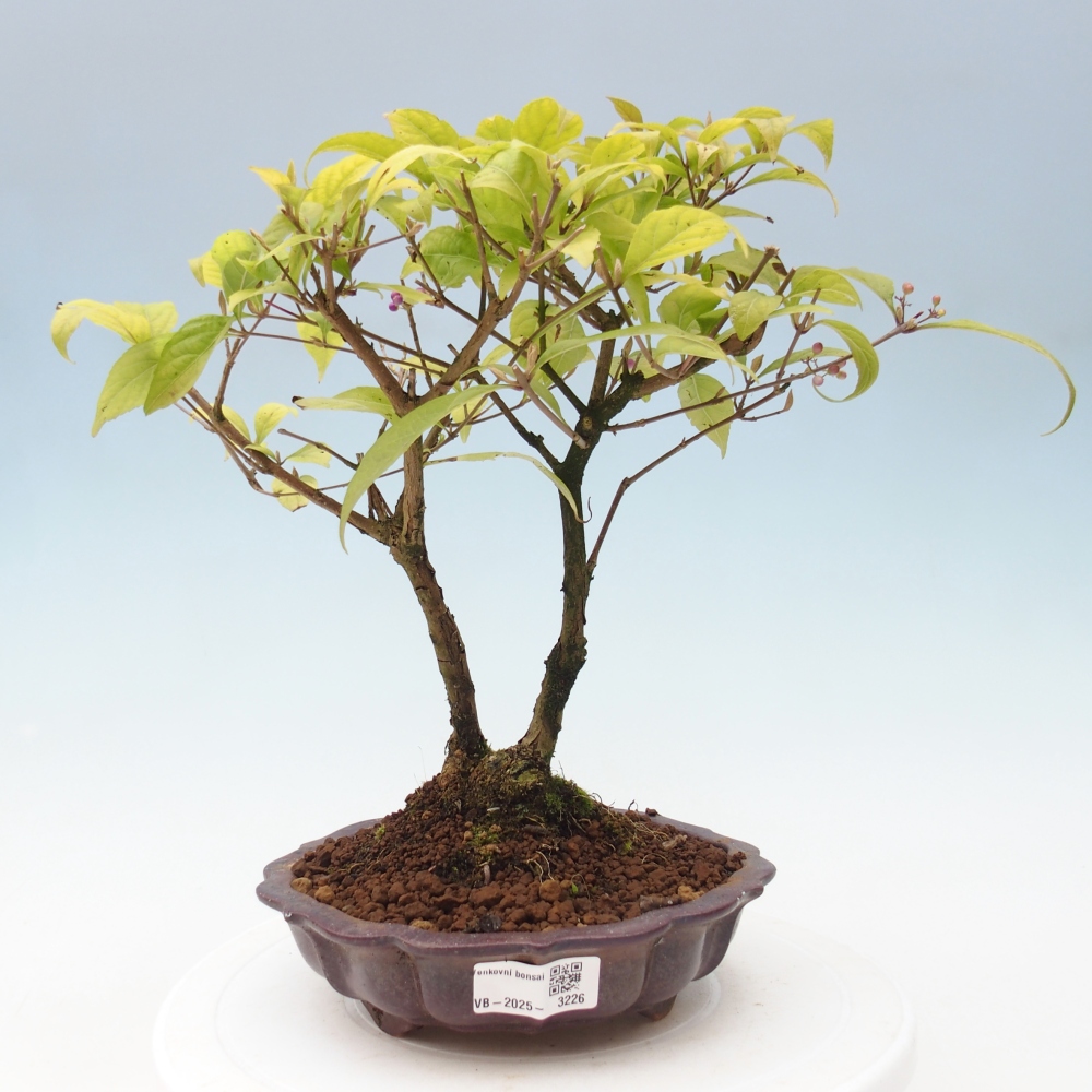 Outdoor bonsai - callicarpa jap Leucocarpa