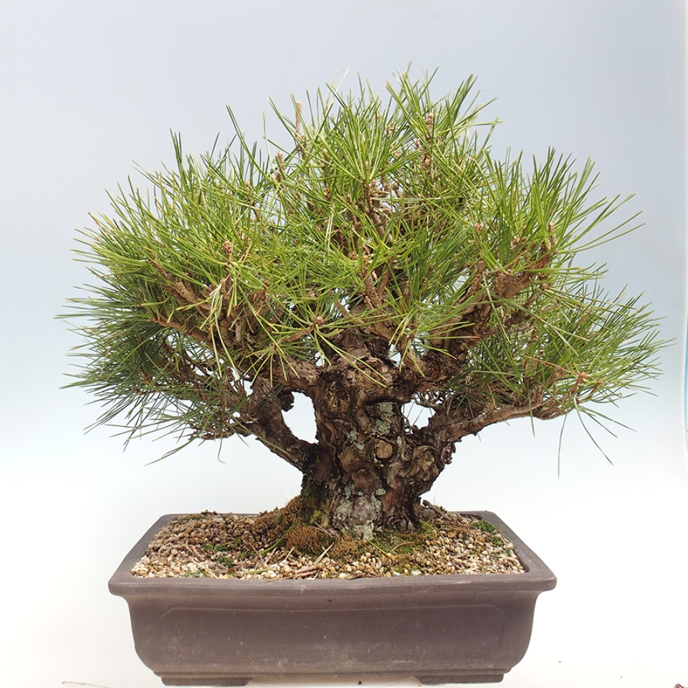 Outdoor bonsai - Pinus thunbergii - sosna Thunberga