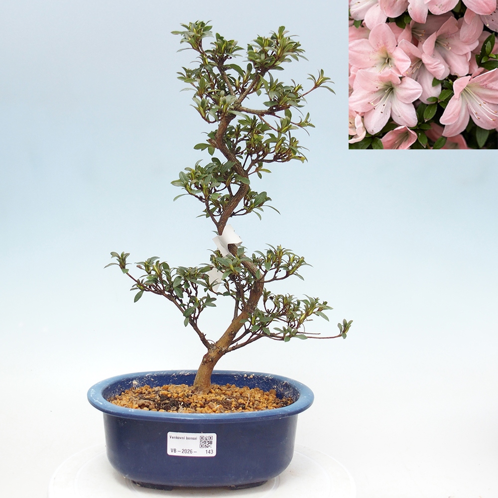 Bonsai zewnętrzne - Azalia japońska - Azalia Jukokan