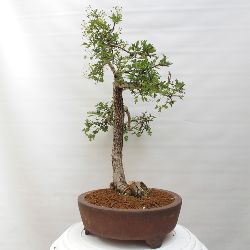 Bonsai zewnętrzne - Głóg - Crataegus monogyna