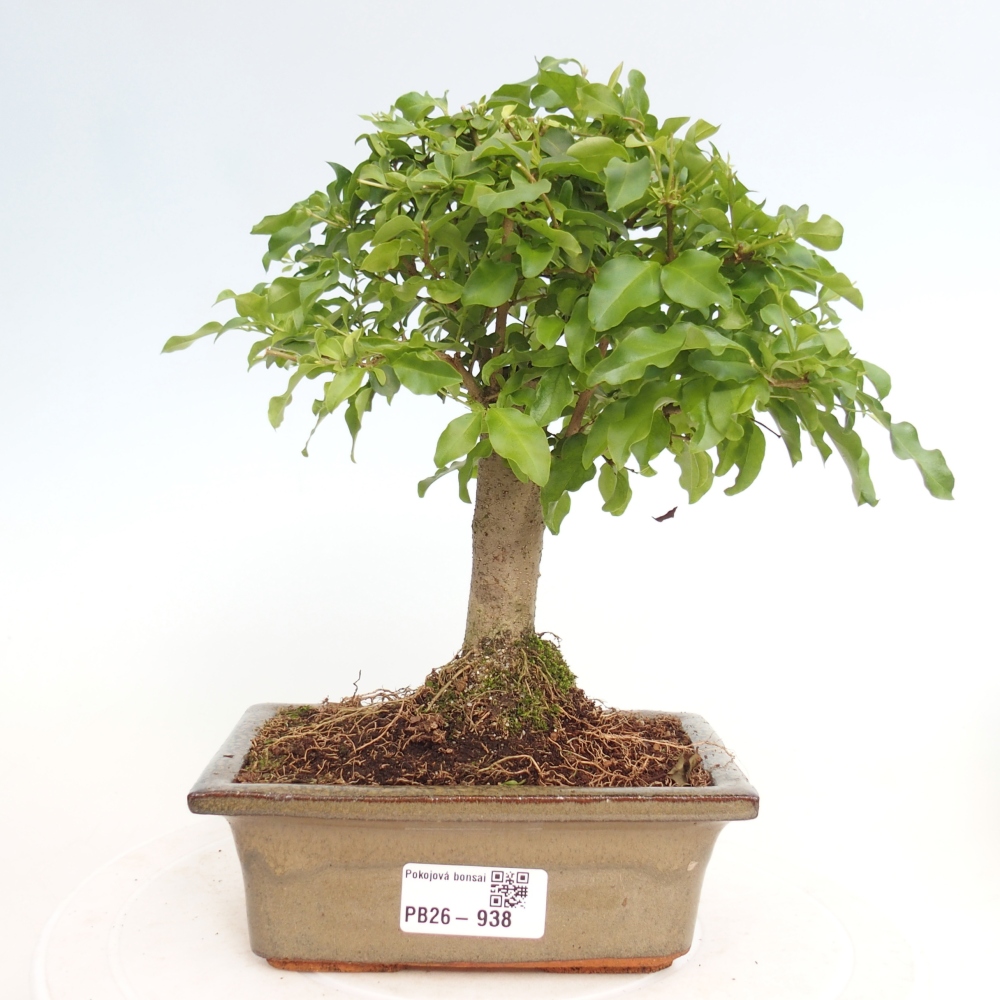 Pokój bonsai - Ligustrum chinensis - Dziób ptaka