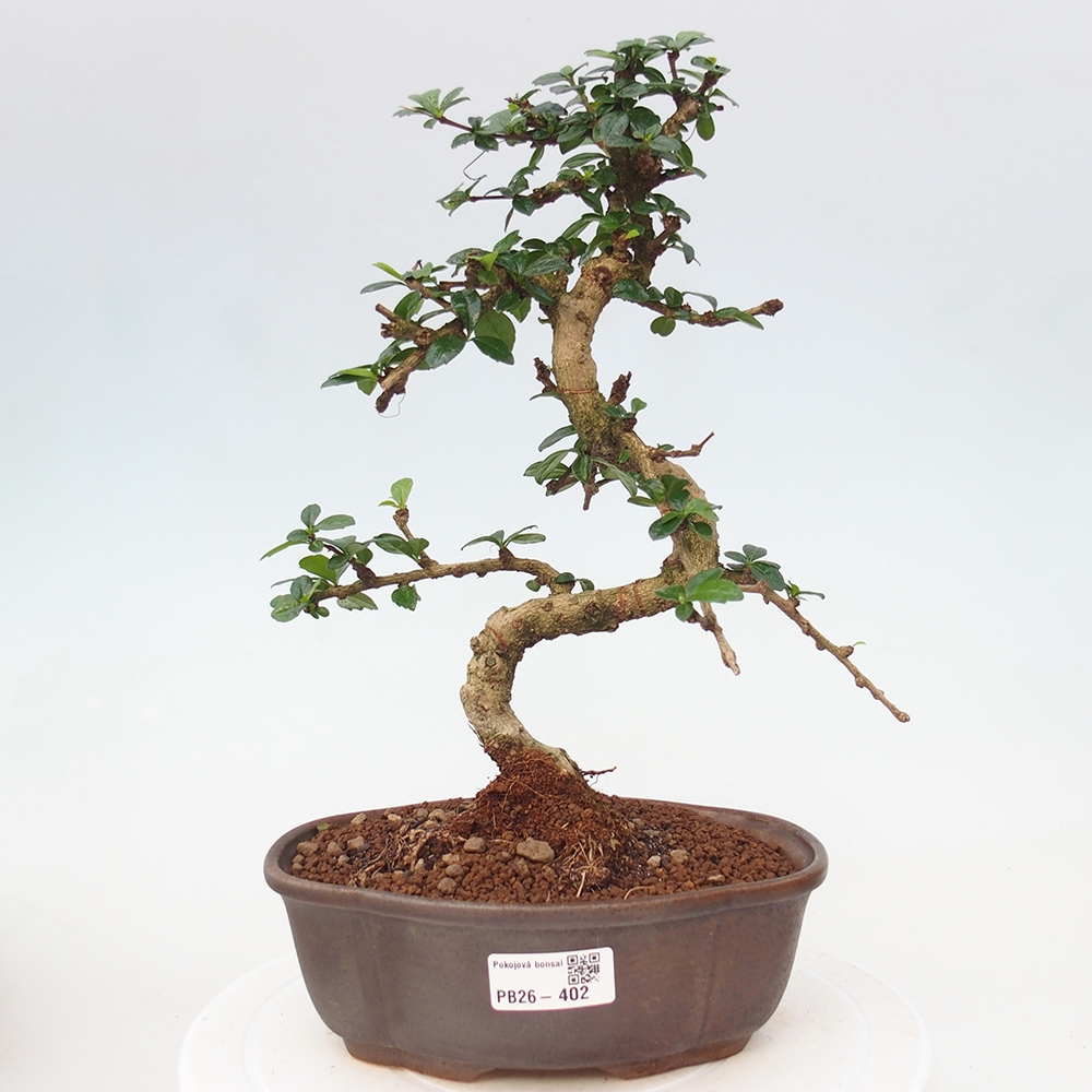 Bonsai pokojowe - Carmona macrophylla - Tea fuki