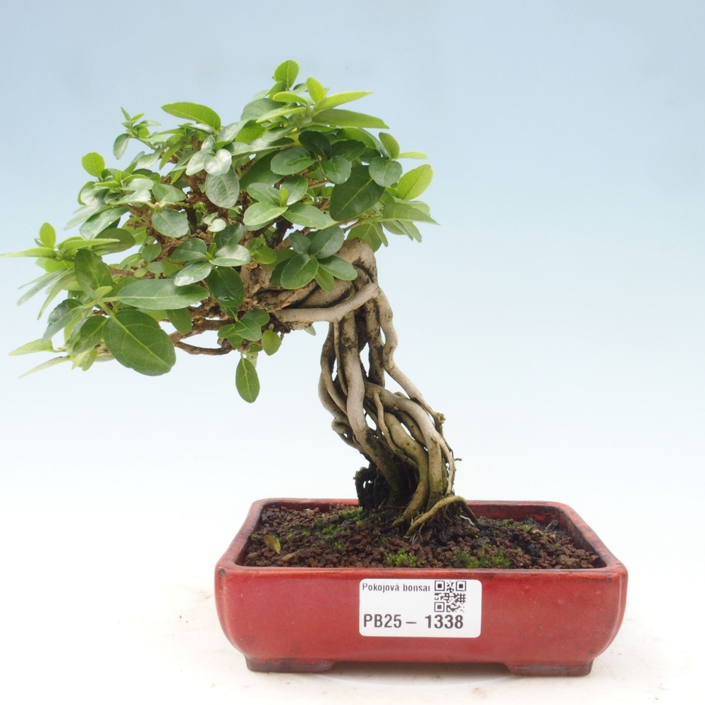 Bonsai wewnętrzne - Premna serratifolia - Kozlovon drobnolistny