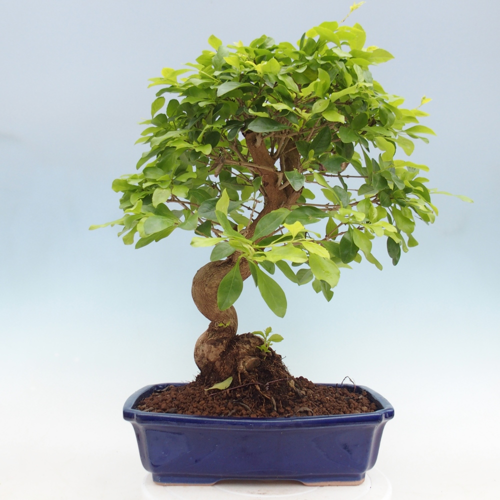 Bonsai pokojowe - Duranta erecta Aurea