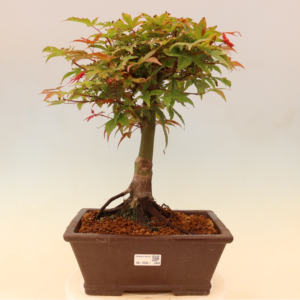 Klon pospolity - Acer palmatum Beni Tsukasa