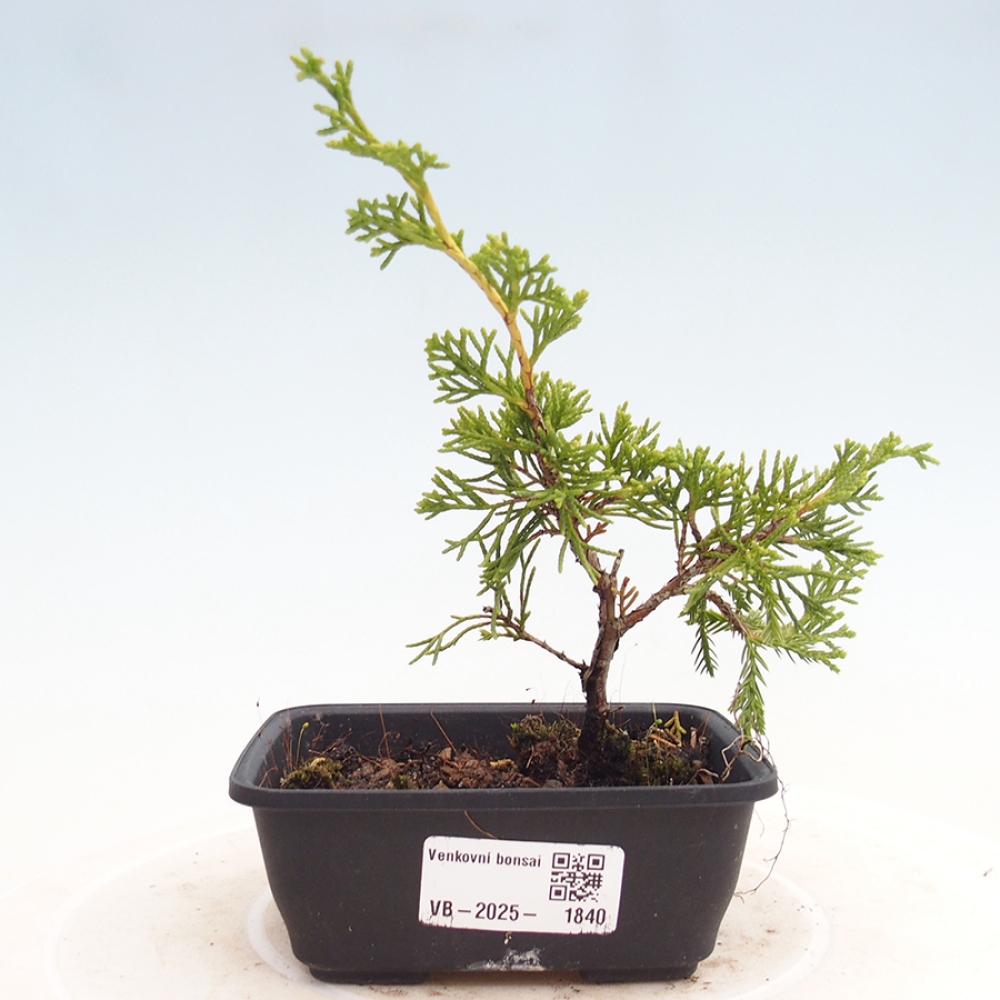 Outdoor bonsai - Juniperus chinensis Itoigawa - Jałowiec chiński