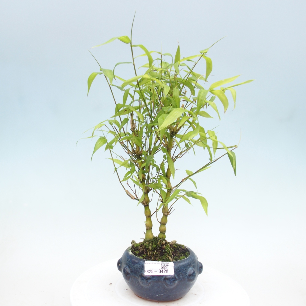 Room bonsai - Bamboo budha - Bamboo budha belly