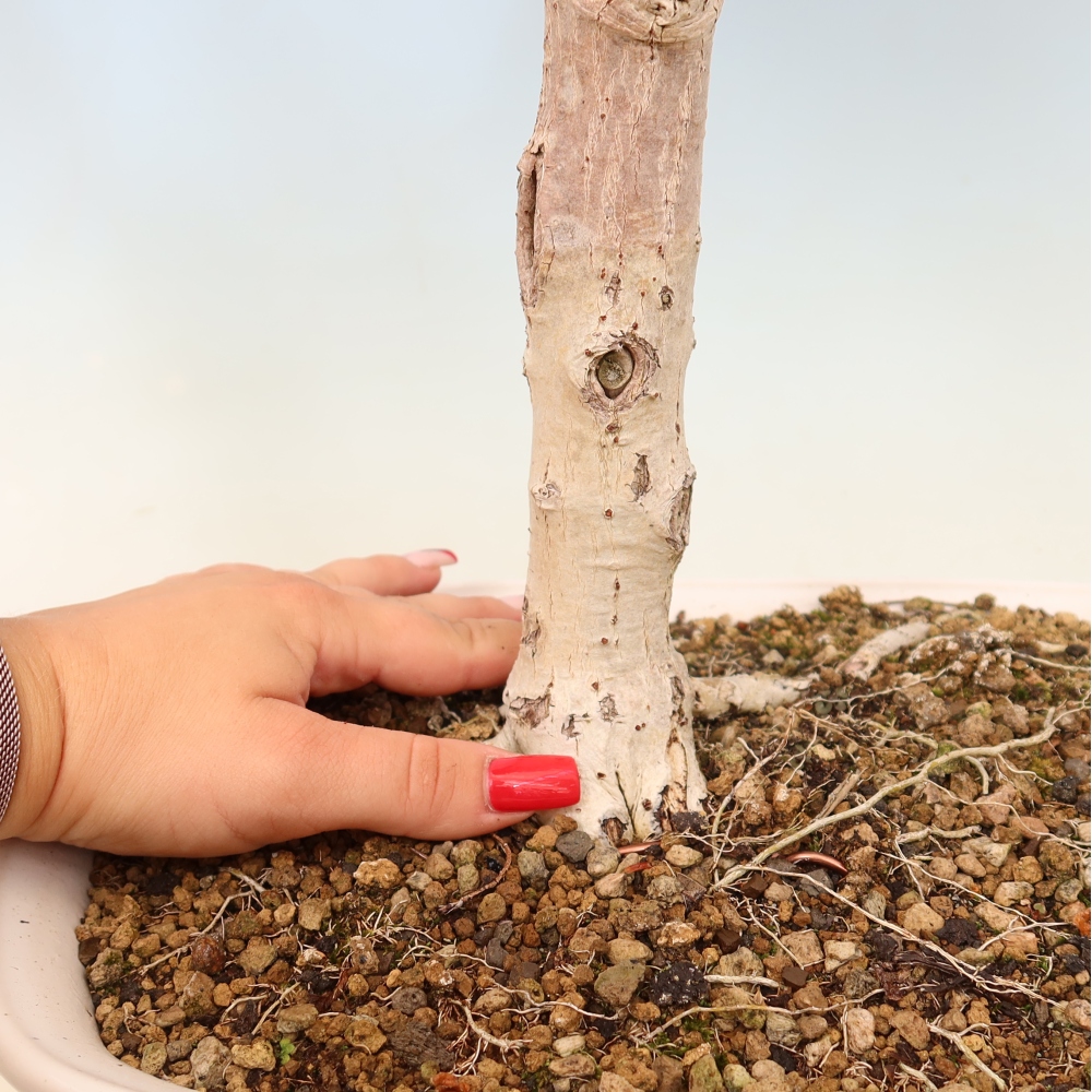 Bonsai domowe - Hibiscus tiliaceus - Hibiskus morski