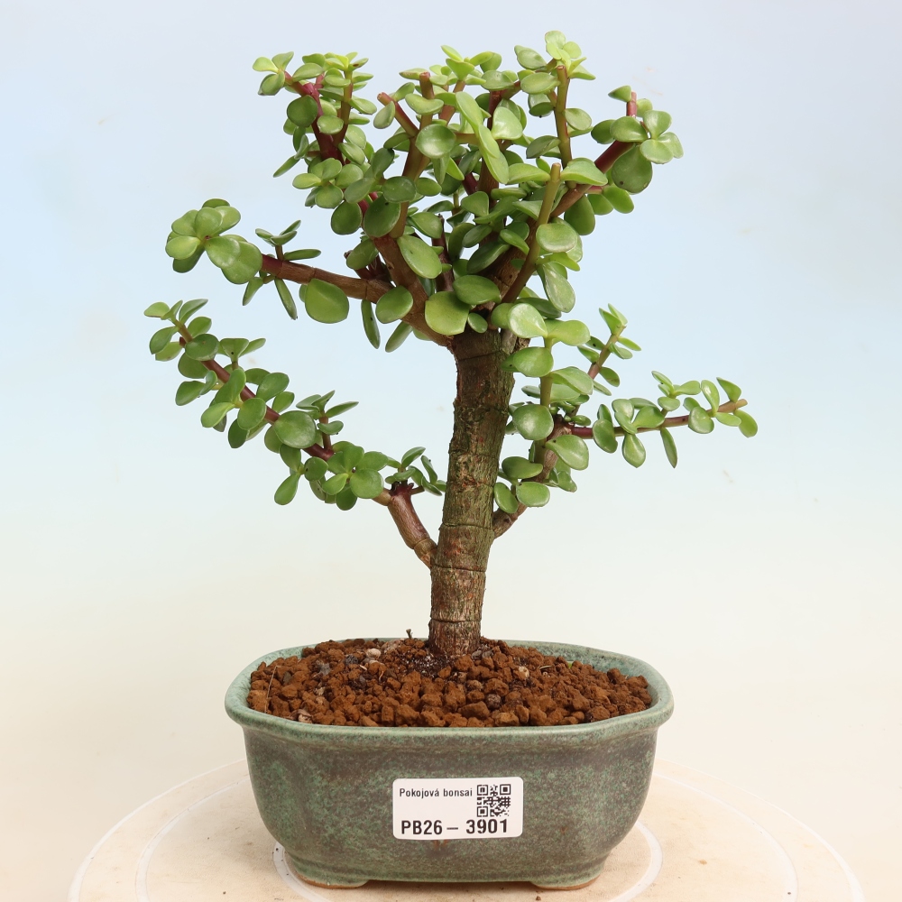 Pokój bonsai - Portulakaria Afra - Tlustice