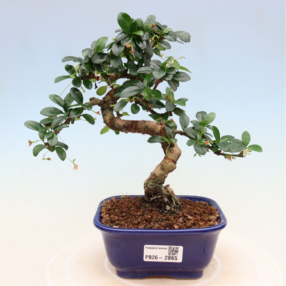 Bonsai pokojowe - Carmona macrophylla - Tea fuki