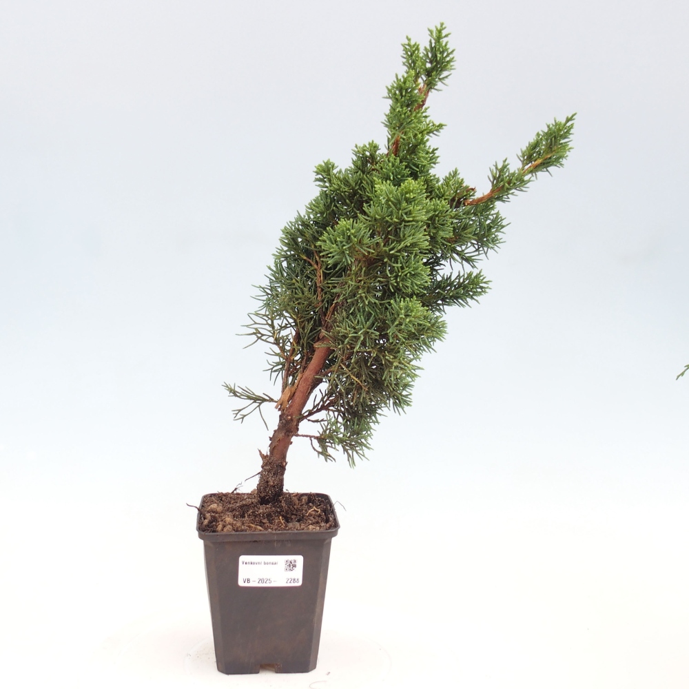 Outdoor bonsai - Juniperus chinensis Kishu - chiński jałowiec