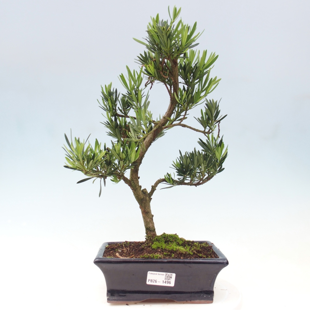 Pokój bonsai - Podocarpus - Kamienny cis
