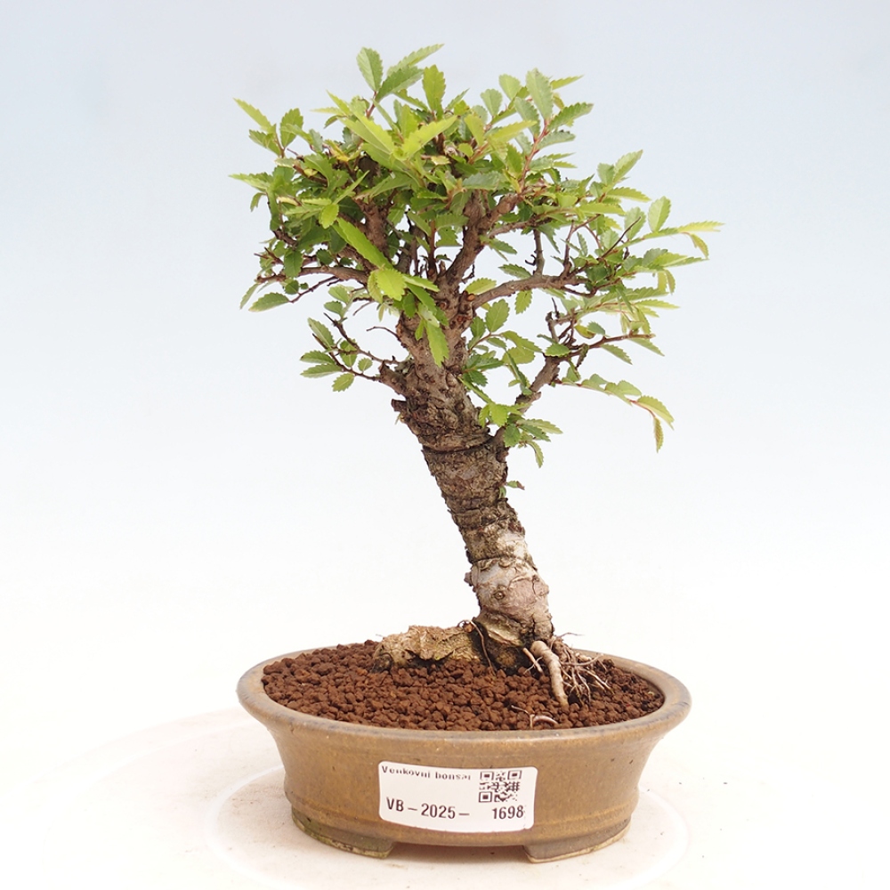 Outdoor bonsai - Zelkova - Zelkova NIRE