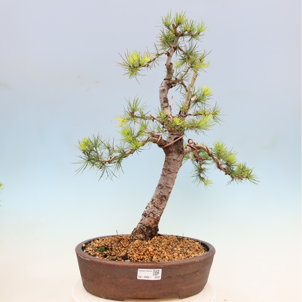 Bonsai zewnętrzne - Larix decidua - Modrzew