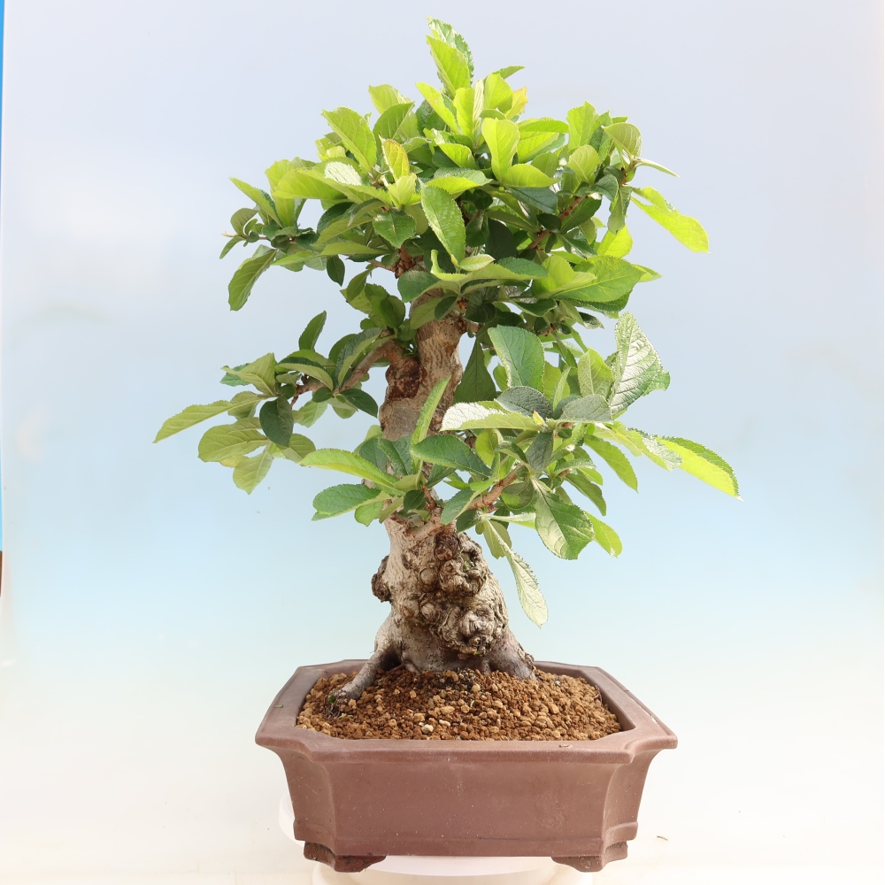 Bonsai ogrodowe – Photinia villosa