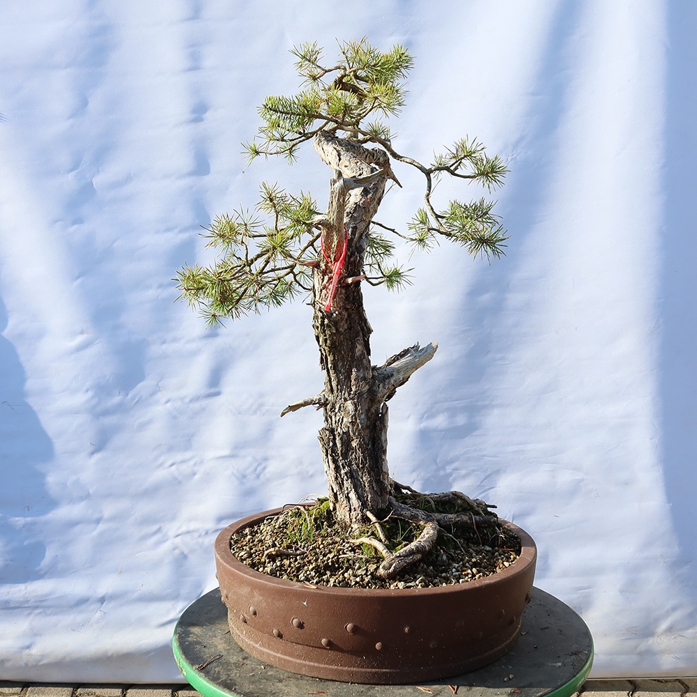 Pinus sylvestris Hiszpania – sosna zwyczajna