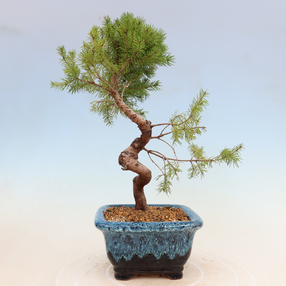 Outdoor bonsai - Świerk pospolity - Picea glauca globe