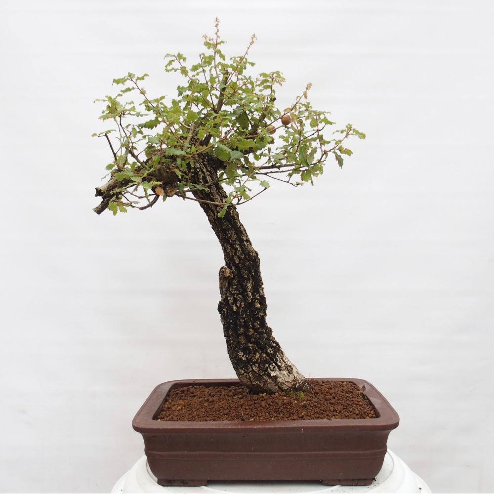 Yamadori - Quercus Ilex - Dąb ostrokrzewowy