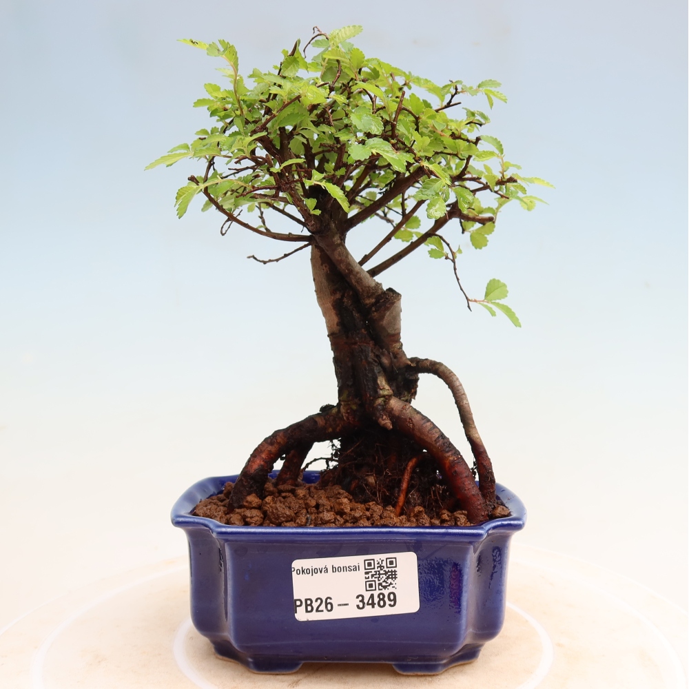 Pokój bonsai - Ulmus parvifolia - Wiąz drobnolistny