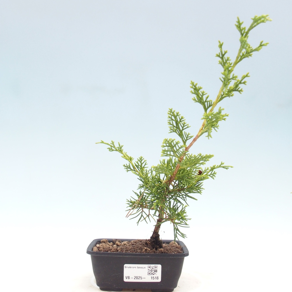 Outdoor bonsai - Juniperus chinensis Itoigawa - Jałowiec chiński