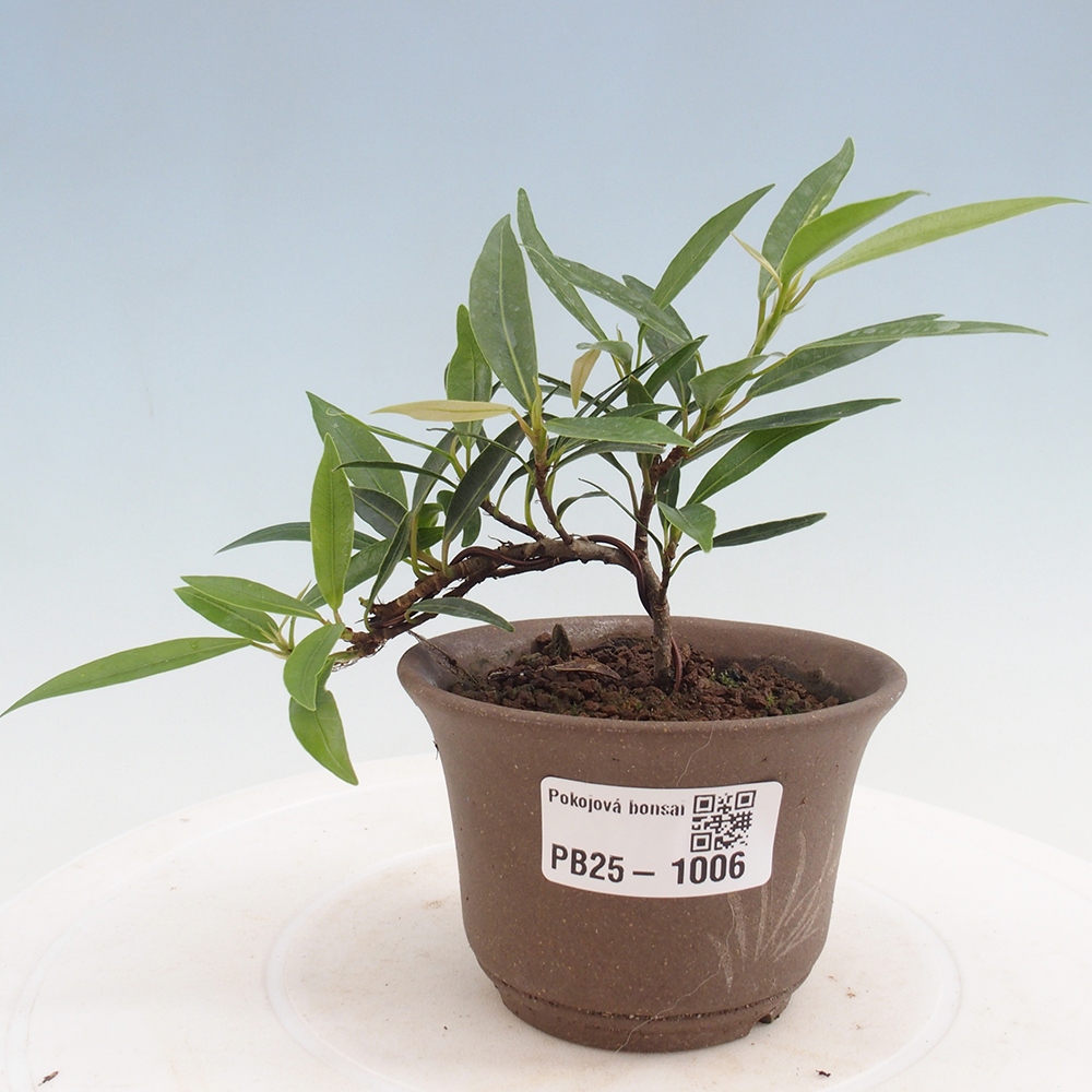 Bonsai wewnętrzne - Ficus nerifolia - figowiec drobnolistny