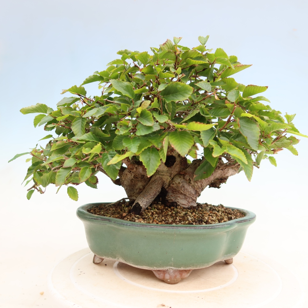 Outdoor bonsai - Carpinus coreana - grab koreański