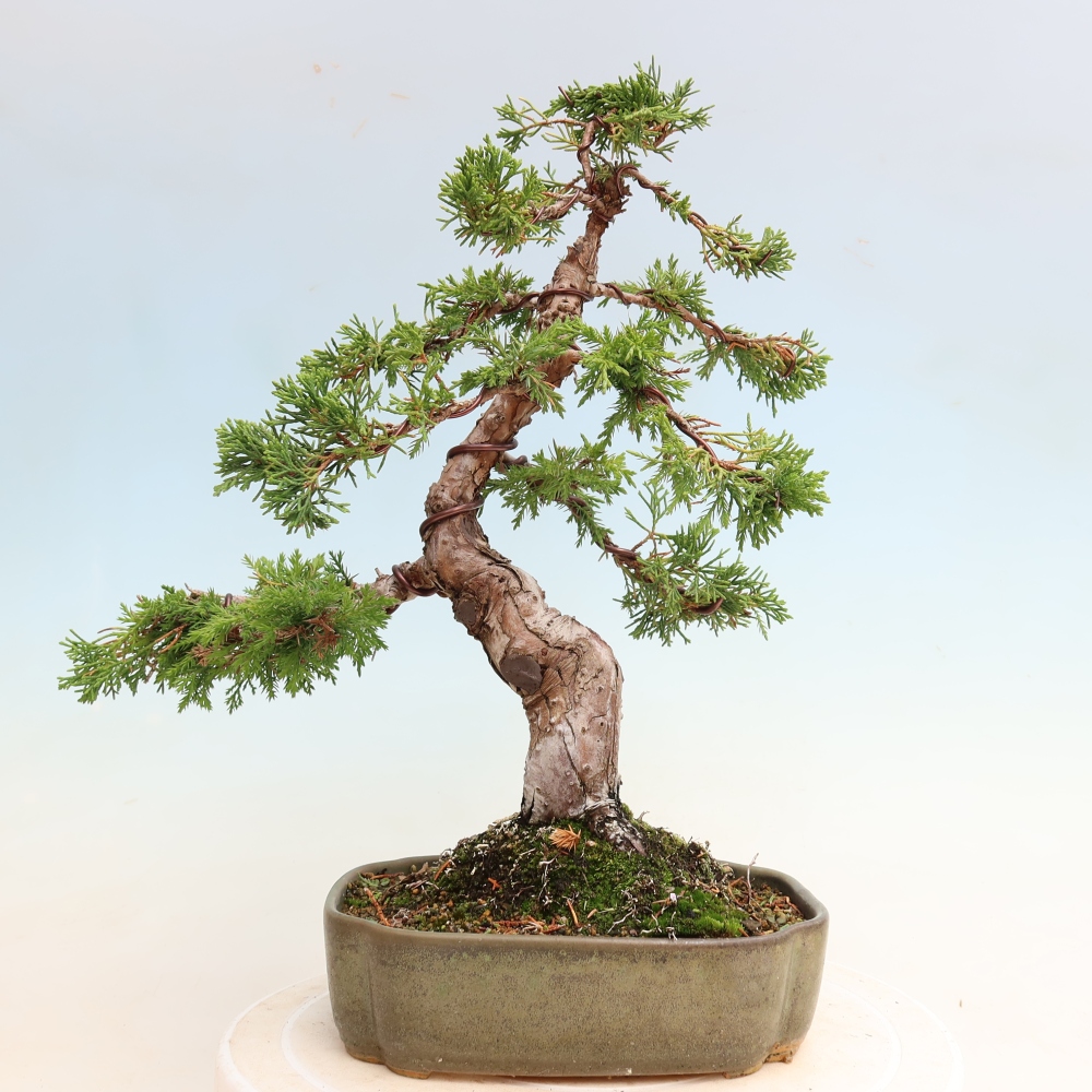 Bonsai ogrodowe – Juniperus chinensis Itoigawa – jałowiec chiński