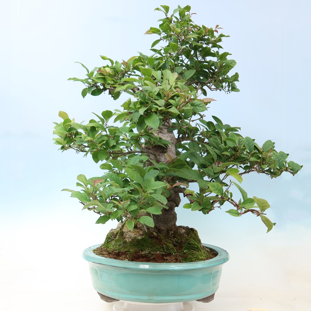 Bonsai ogrodowe – Ilex serrata – ostroliść