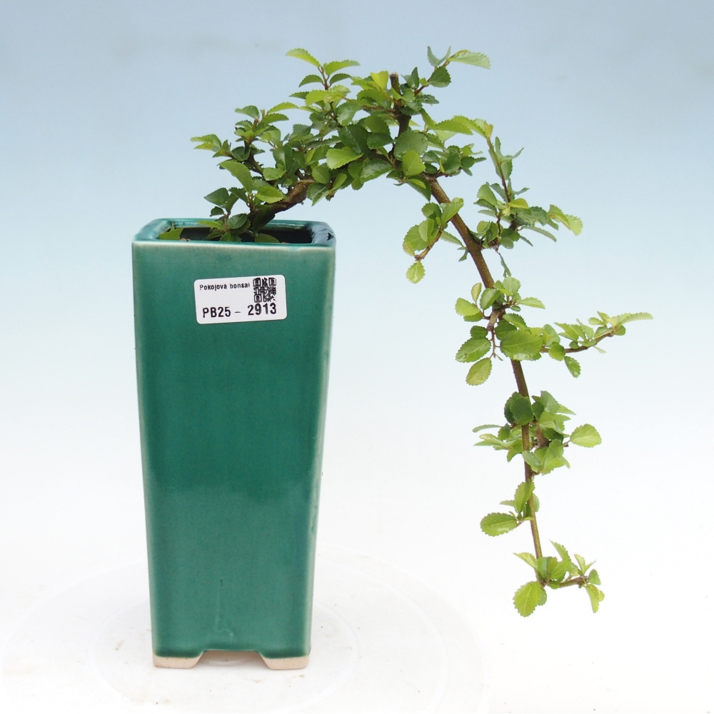 Kryty bonsai - Grewia occidentalis - Lawendowa gwiazda