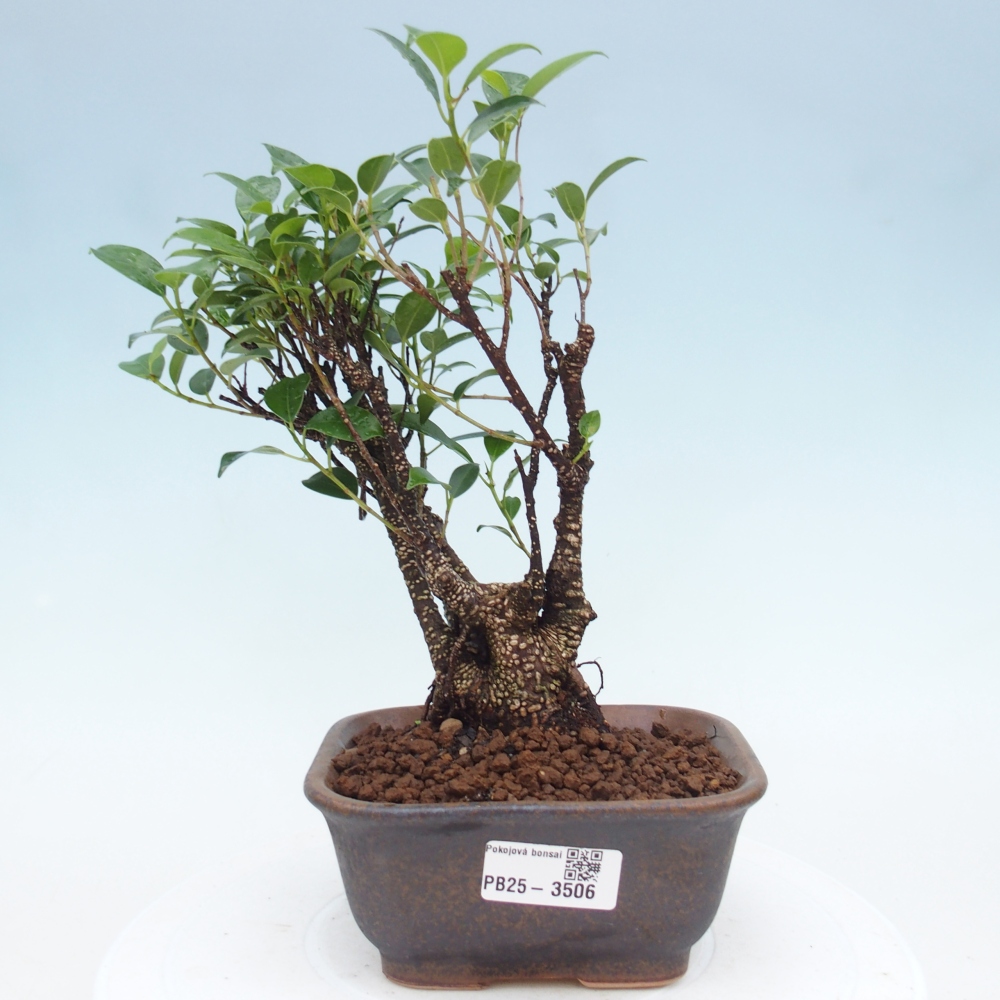 Pokój bonsai - Ficus retusa - figowiec drobnolistny