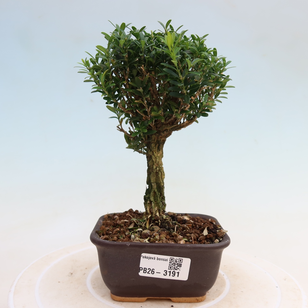 Pokój bonsai - Buxus harlandii - buxus korkowy
