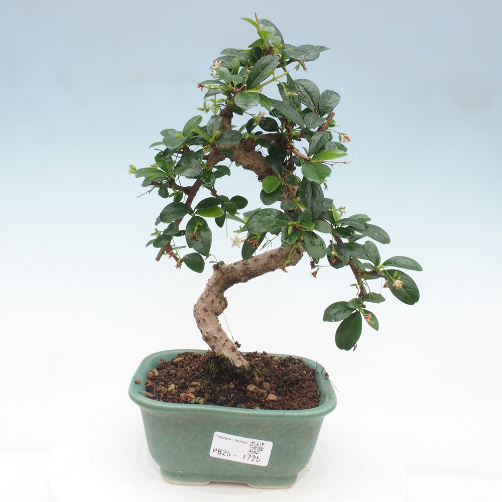 Bonsai wewnętrzne - Carmona makrophylla - Herbata Fuki