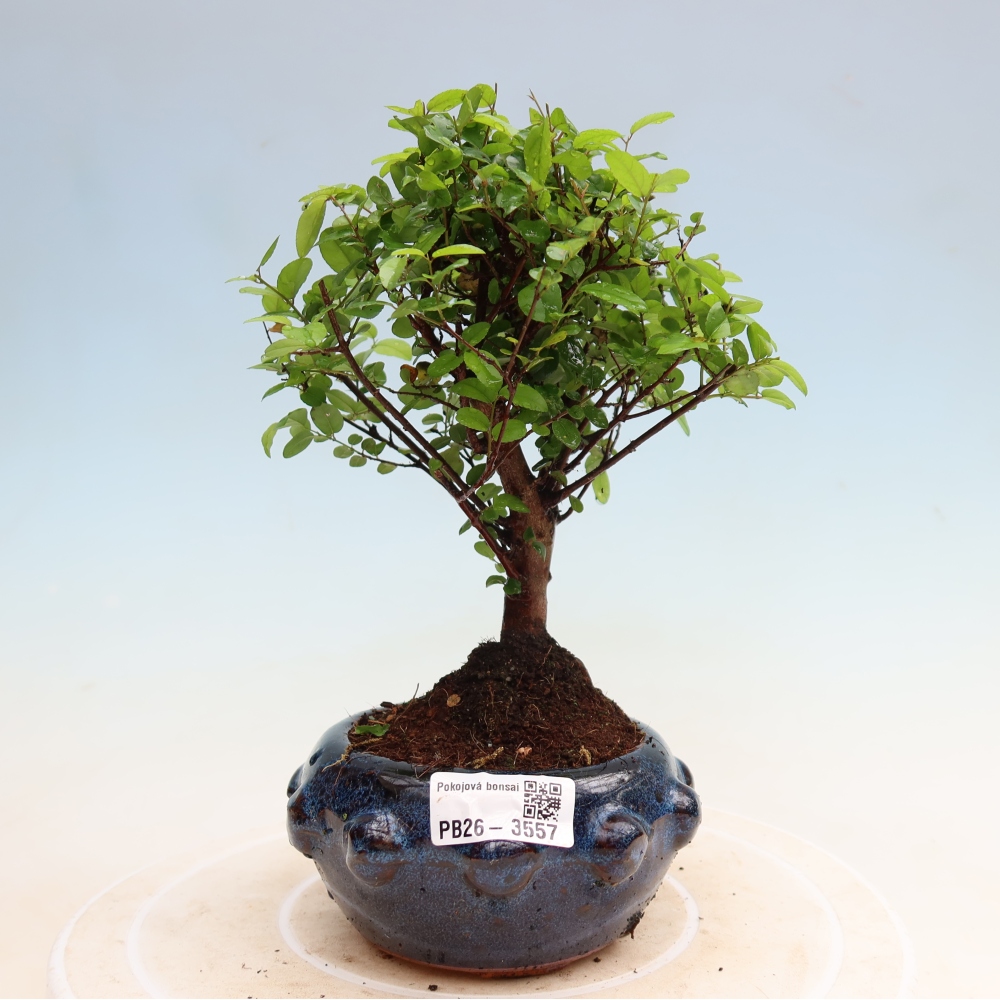 Bonsai pokojowe - Sageretia thea - Sageretia thea