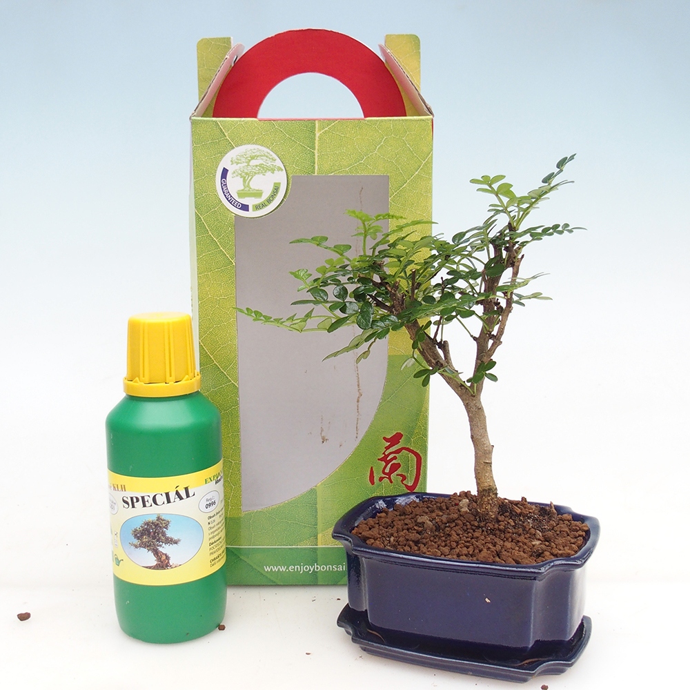 Bonsai pokojowe w pudełku upominkowym Zantoxylum piperitum - Drzewo pieprzowe