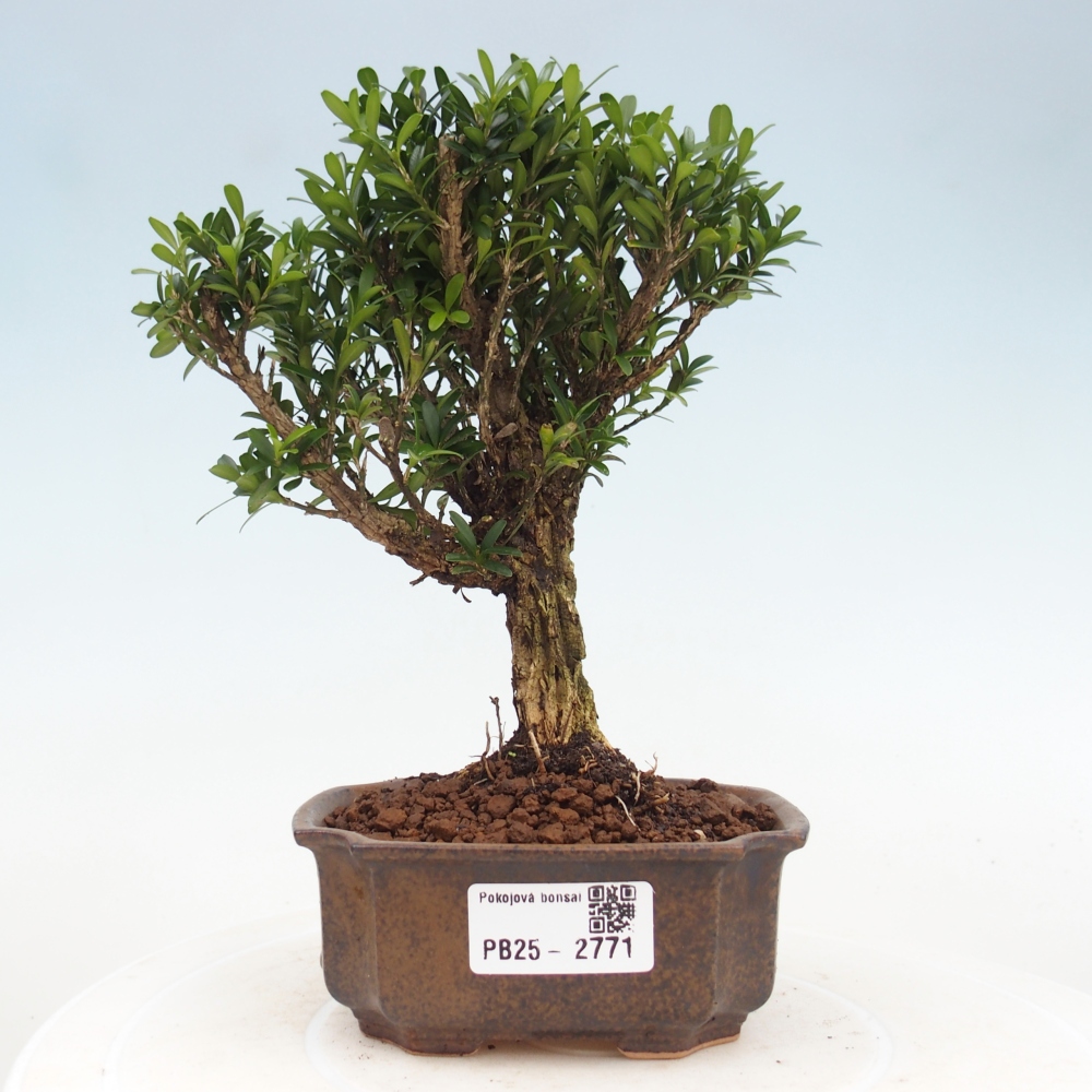 Pokój Bonsai - Buxus harlandii - Bukszpan korkowy