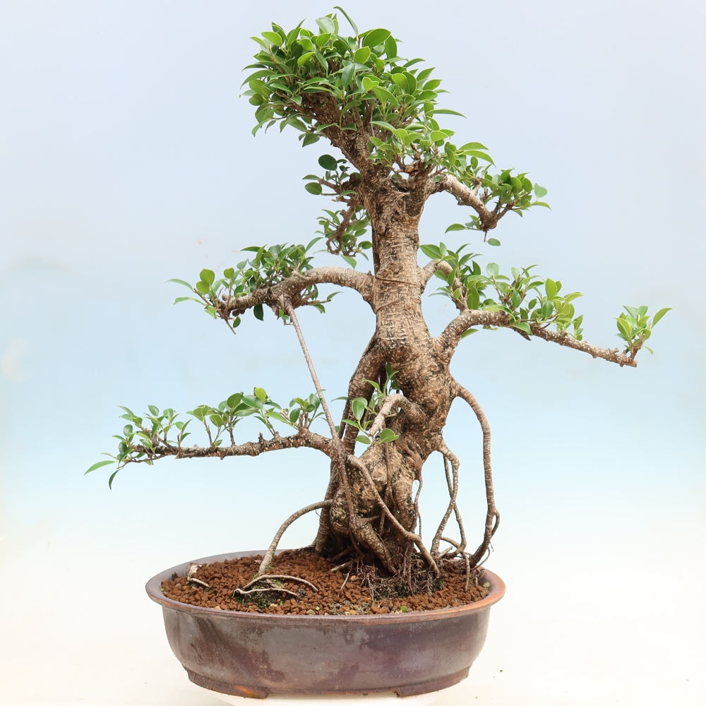 Pokój bonsai - Ficus kimmen - figowiec drobnolistny