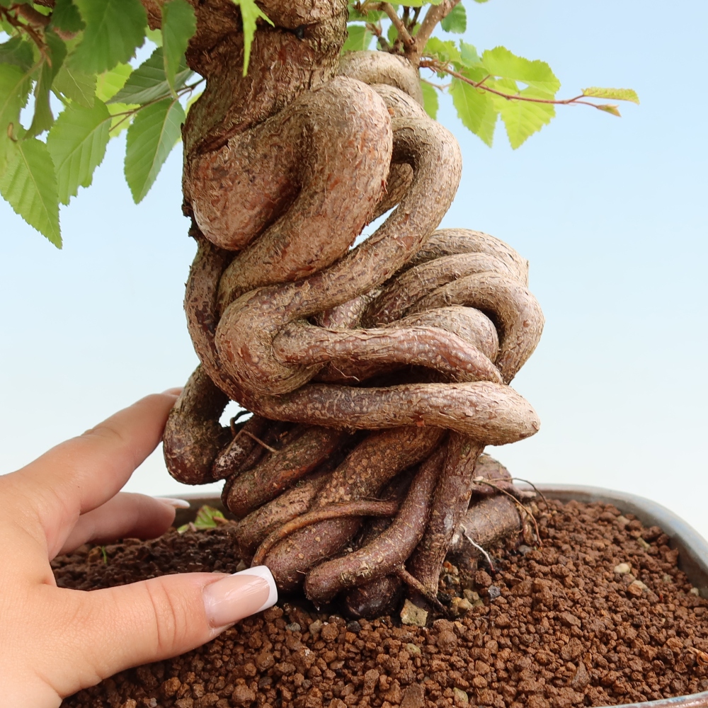 Outdoor bonsai - Carpinus coreana - grab koreański