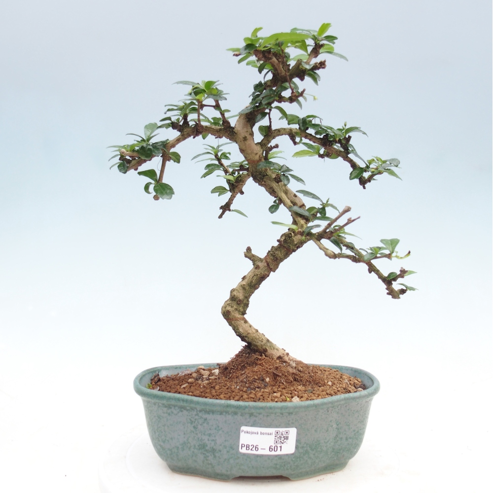 Bonsai pokojowe - Carmona macrophylla - Tea fuki