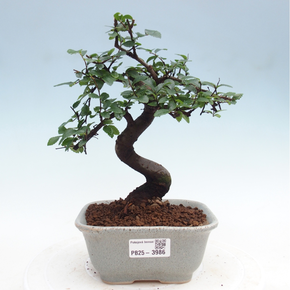 Pokój bonsai - Ulmus parvifolia - Wiąz drobnolistny