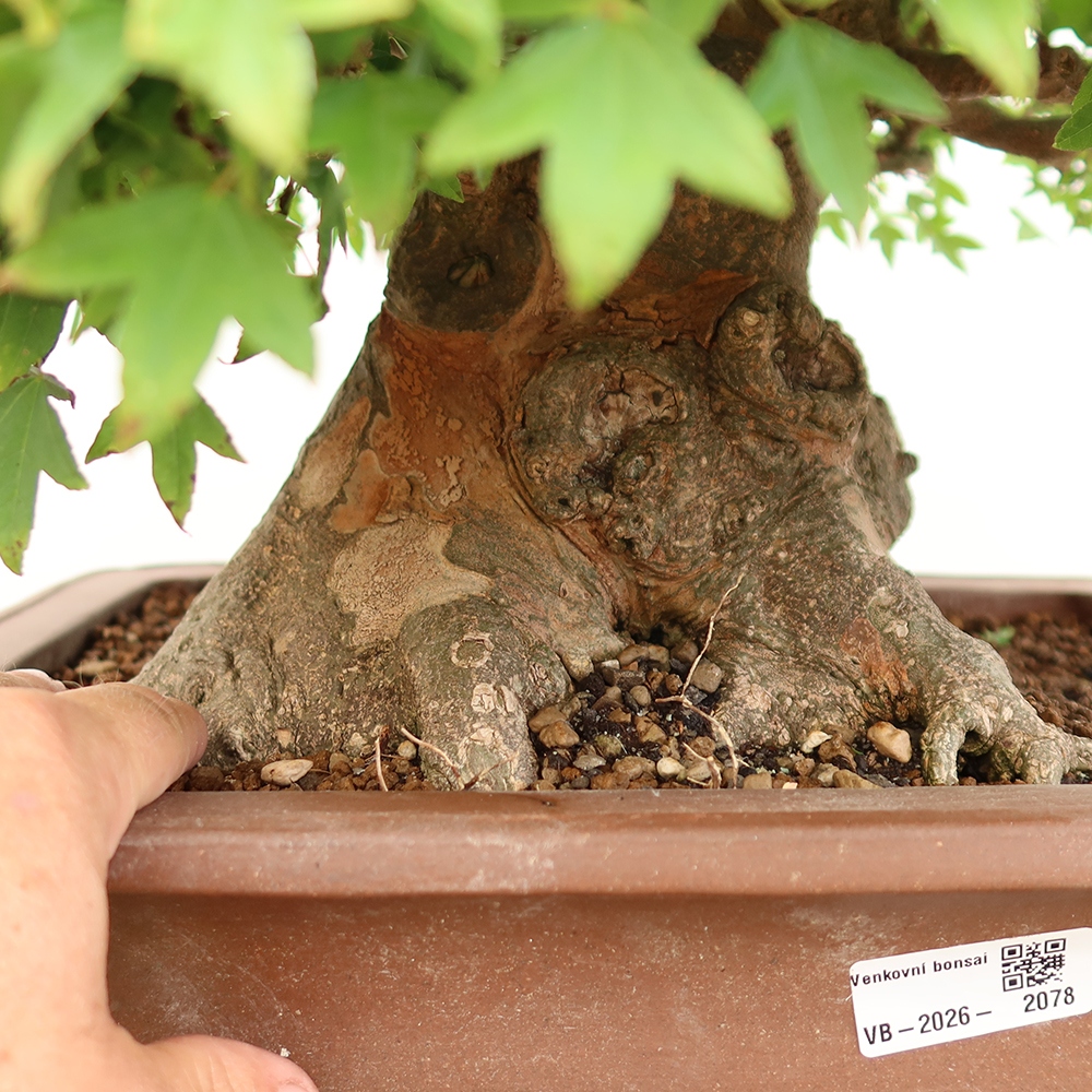 Outdoor bonsai - Klon burgeryjski - Acer burgerianum