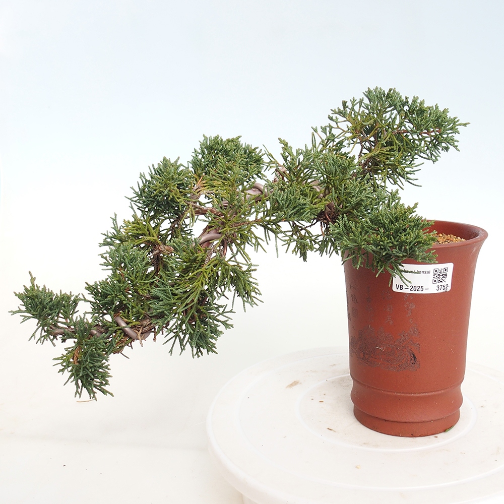 Outdoor bonsai - Juniperus chinensis Kishu