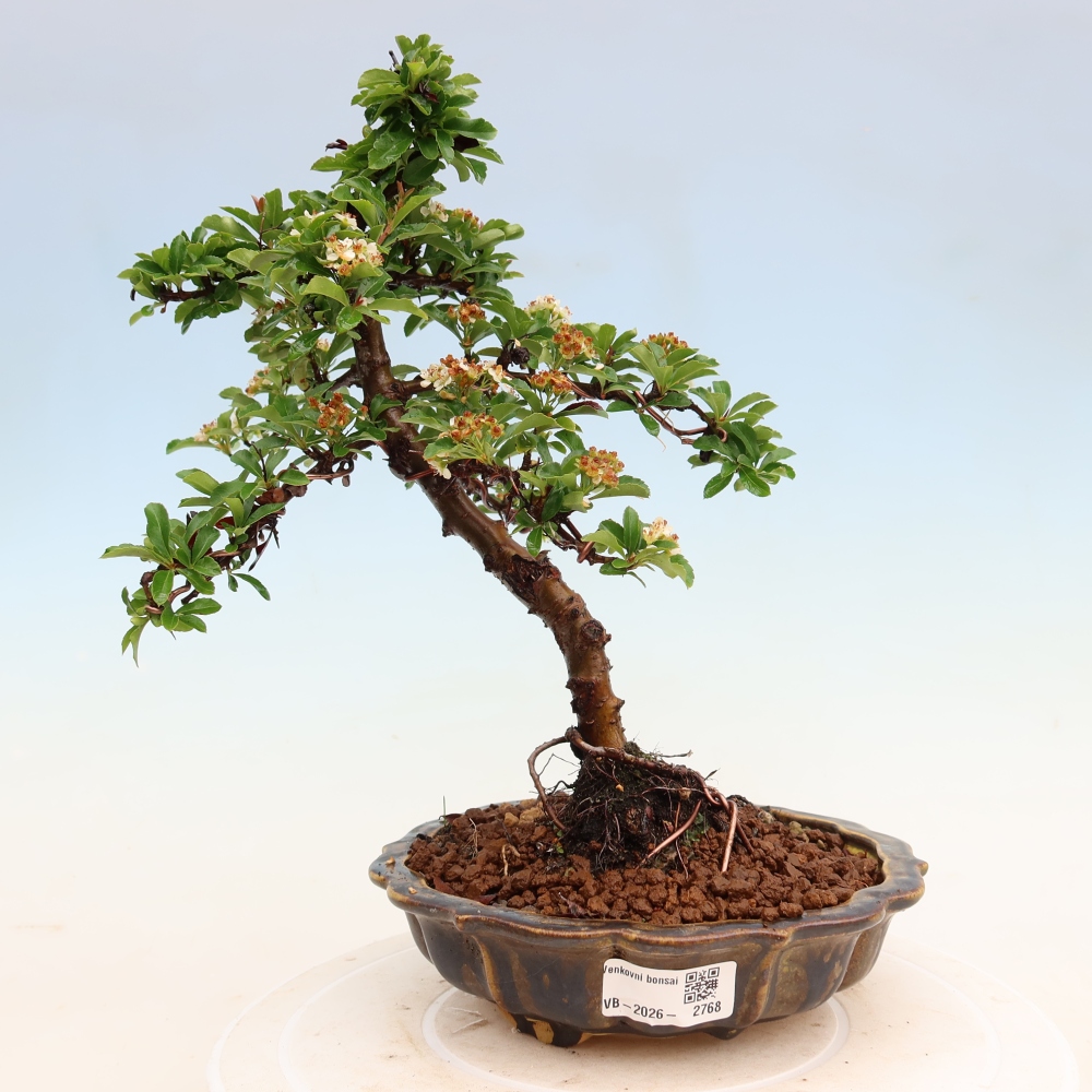 Bonsai ogrodowe – Pyracantha teton – ognik szkarłatny