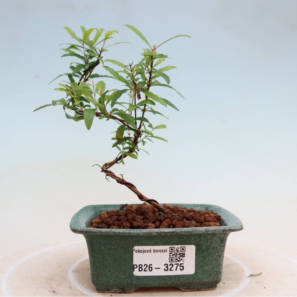 Pokój bonsai - PUNICA granatum nana - jabłko granatu