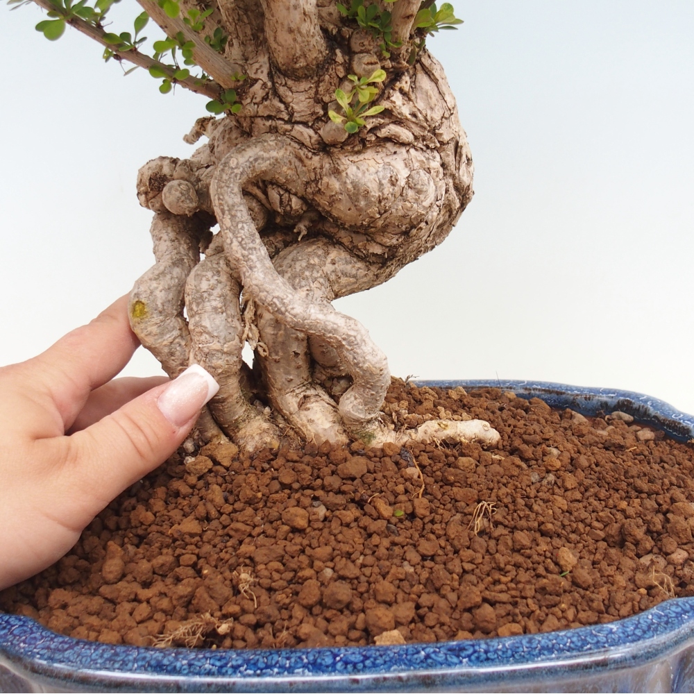 Bonsai zewnętrzne - Berberis coreana